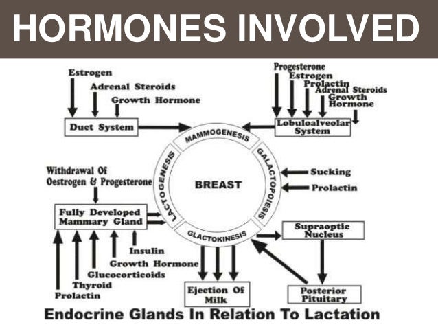 hormones in breast milk Hormones in breast milk